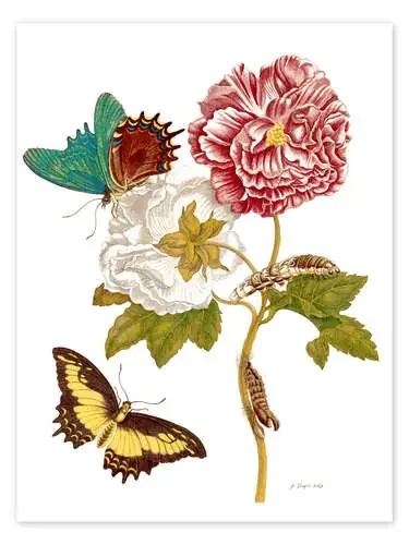 Rosas con lepidoptera de Maria Sibylla Merian Master Collection