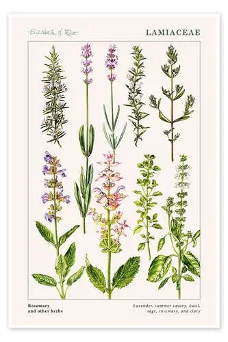 Rosemary and other herbs de Elizabeth Rice Bridgeman Images