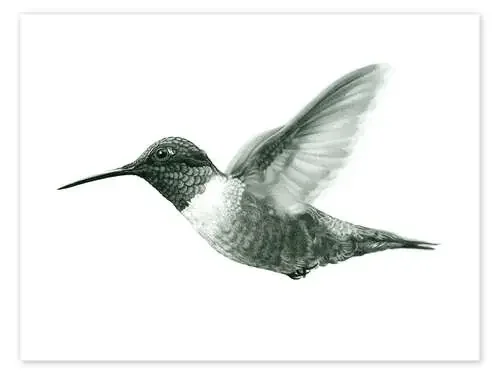 Ruby Throated Hummingbird Sketch de Ashley Verkamp