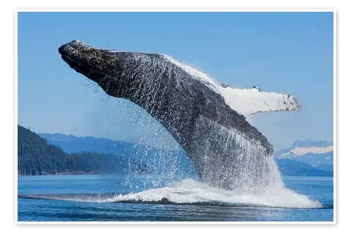 Saltando ballena jorobada de John Hyde Design Pics