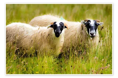 Scottish sheep de Walter Quirtmair
