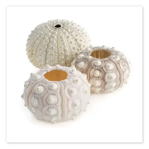 Sea urchin shells Science Photo Library