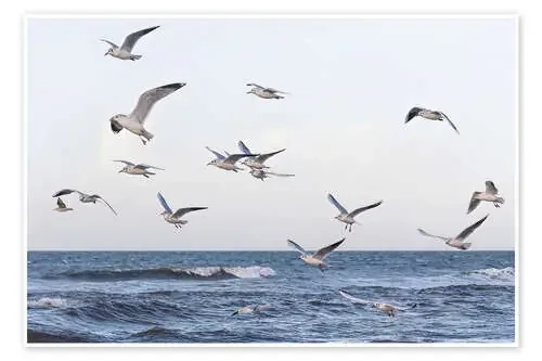 Seagulls over the Baltic Sea de Holger Bücker (BuPix)