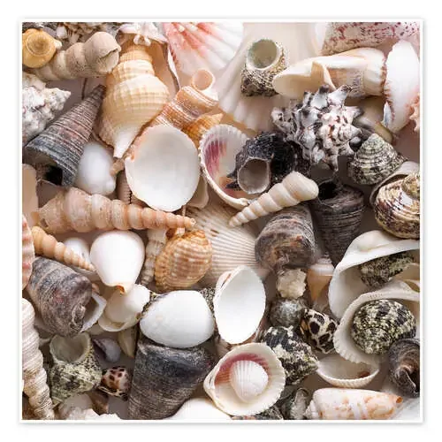 Selection of sea shells Science Photo Library