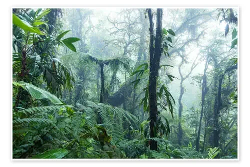 Selva en Costa Rica de Matteo Colombo