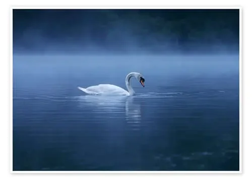 Serenity de Alex Saberi