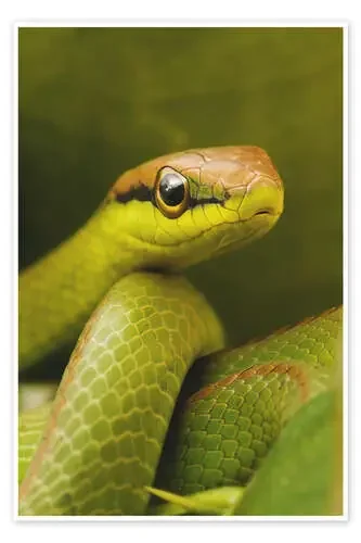 Serpiente verde de Ktsdesign Science Photo Library