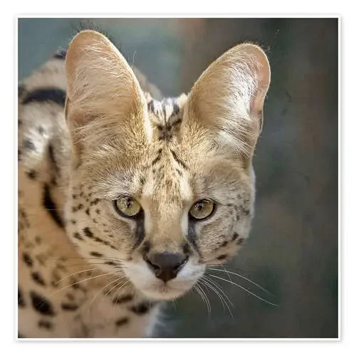 serval de Heidi Bollich