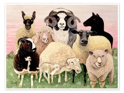 several sheeps de Pat Scott Bridgeman Images