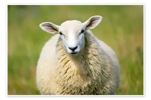 Sheep de Jeremy Walker Science Photo Library