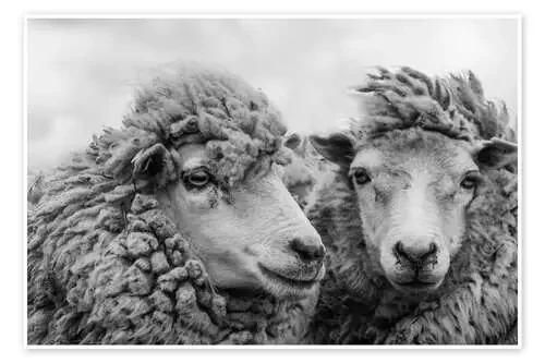 Sheep in the Wind, Falkland Islands de Michael Nolan Robert Harding