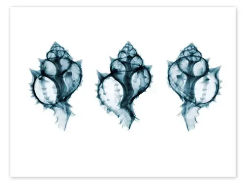 Shells, coloured X-ray Science Photo Library