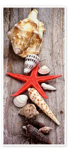 Shells on a Wooden Board Editors Choice