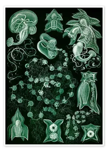 Sifonóforos, Siphonophorae (Obras de arte de la naturaleza, 1899) II de Ernst Haeckel Master Collection