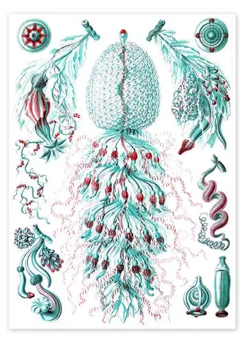 Sifonóforos, Siphonophorae (Obras de arte de la naturaleza, 1899) IV de Ernst Haeckel Master Collection