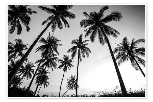 Siluetas de palmeras Editors Choice