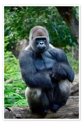 silverback sitting on tree trunk imageBROKER