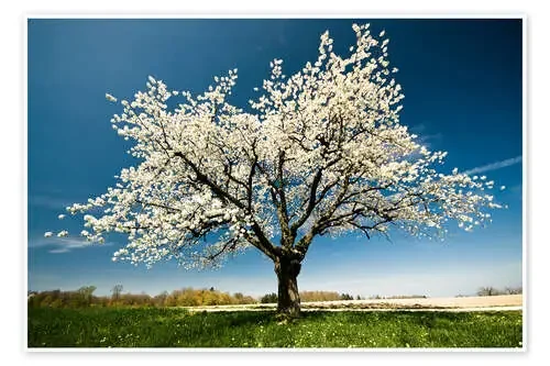 Single blossoming tree in spring de Peter Wey