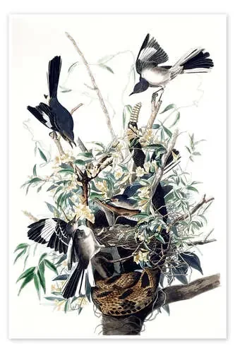 Sinsontes de John James Audubon Bridgeman Images