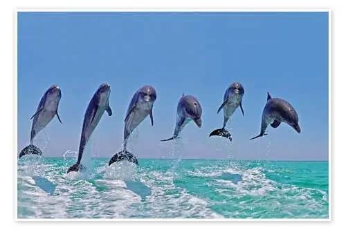Six Bottlenose Dolphins leaping, Honduras de Gérard Lacz imageBROKER