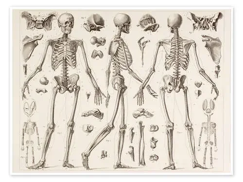Skeleton Of A Fully Grown Human de Vintage Educational Collection Design Pics