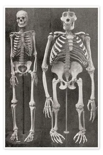 Skeletons Of Man and Gorilla de Ken Welsh Design Pics