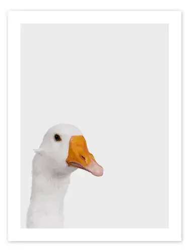 Skeptical Goose de Animal Kids Collection Editors Choice