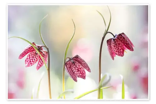 Snakes head fritillary de Mandy Disher