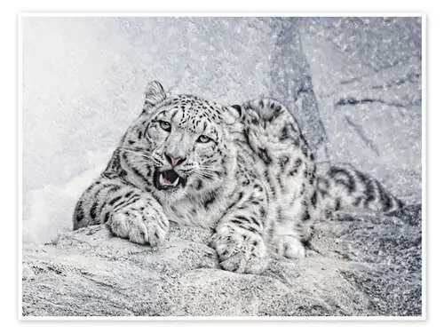 snow leopard de Joachim G. Pinkawa