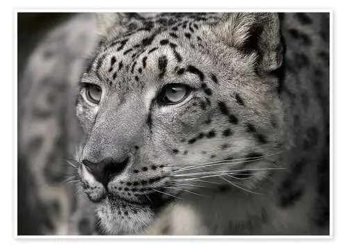 Snow leopard de Linda Wright Science Photo Library