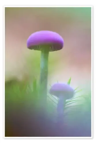 Soft macro of two purple mushrooms de Mark Scheper