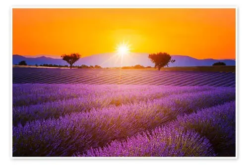 Sol sobre campo de lavanda Editors Choice