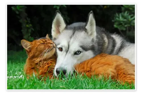 Somali cat and Siberian Husky cuddle up together de Katho Menden