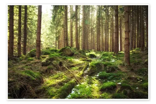 Spring awakening in the forest de Oliver Henze