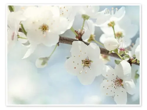 Spring blossoms against a blue sky de Elena Schweitzer