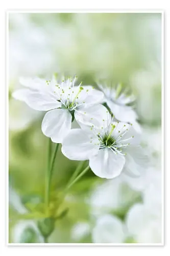 Spring Blossoms I de Atteloi