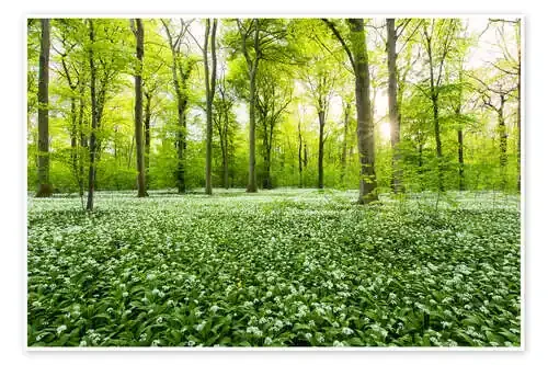 Spring Forest de Dave Derbis