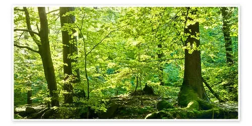 Spring Forest de Steffen Gierok