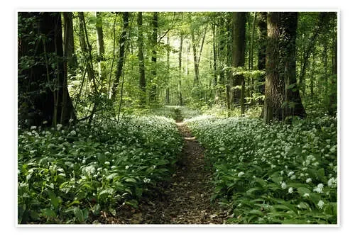 Spring-Forest Ramsons de Renate Knapp