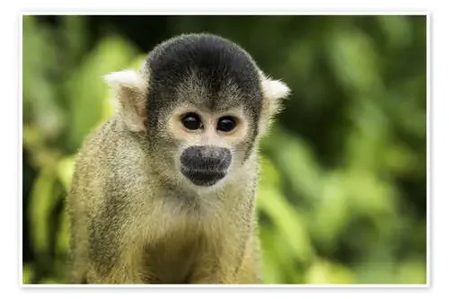Squirrel monkey in the Pampas de Yacuma, Bolivia de Marcel Gross