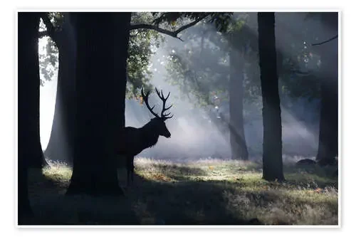 Stag in the morning light de Alex Saberi