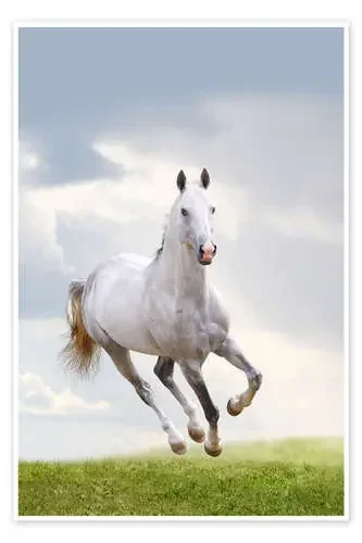 Stallion galloping Editors Choice