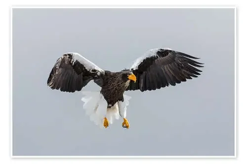 Steller Osprey en vuelo I de Jones & Shimlock Danita Delimont