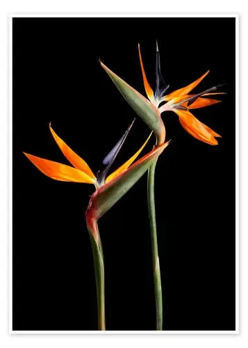 Strelitzia flowers on black background Editors Choice