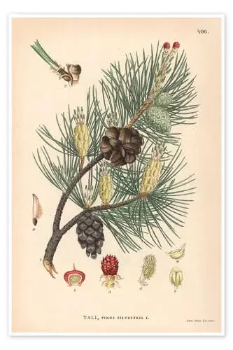 structures of the Scots pine (Pinus sylvestris) Science Photo Library