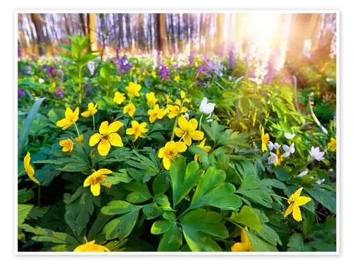 Suelo forestal floreciente Editors Choice