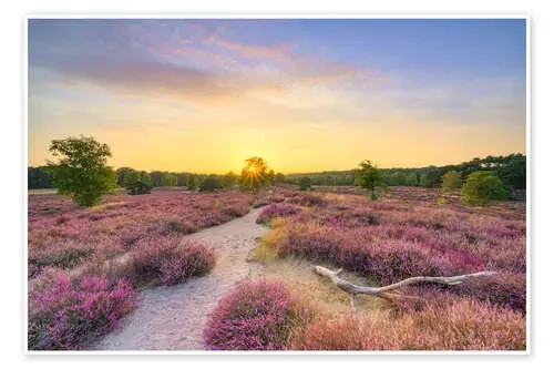 Summer evening in the blooming heath de Michael Valjak