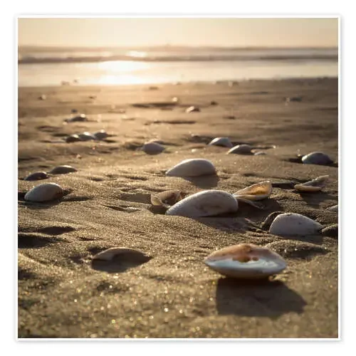 sun shells de Thomas Klinder