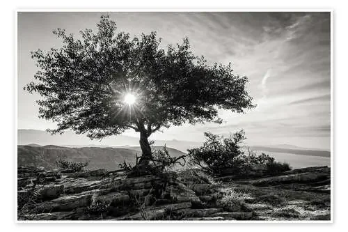 sun tree de Thomas Klinder