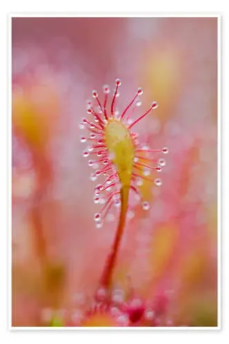 Sundew macro de Mark Scheper